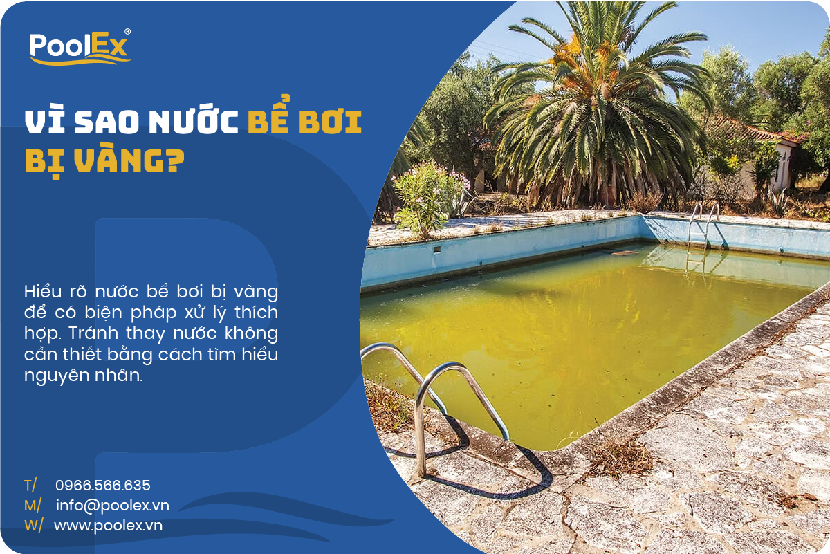 Thumbnail vì sao nước bể bơi màu vàng
