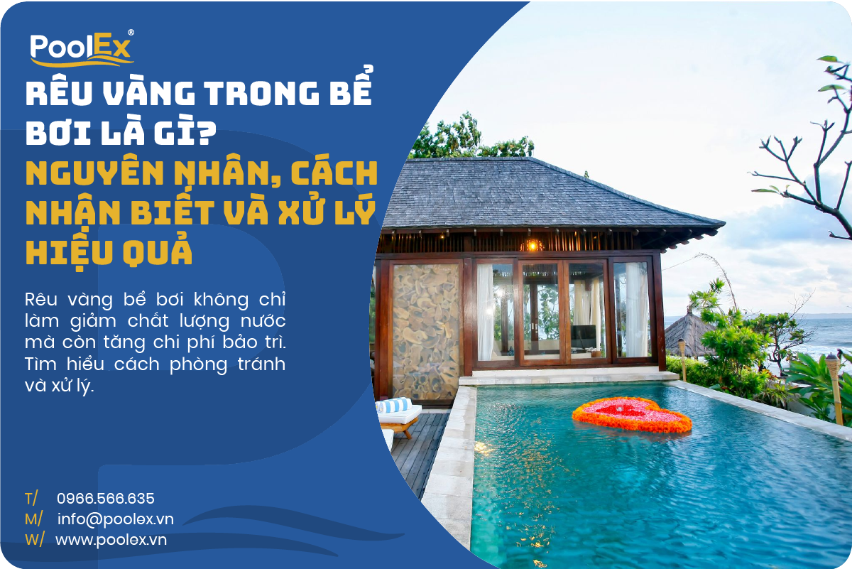Thumbnail rêu vàng trong bể bơi nguyễn nhân và cách xử lý hiệu quả