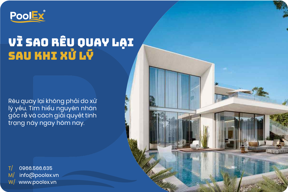 Thumbnail vì sao rêu quay trở lại sau khi xử lý