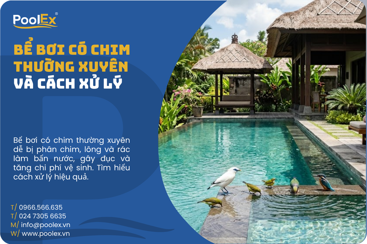 Thumbnail bể bơi có chim thường xuyên