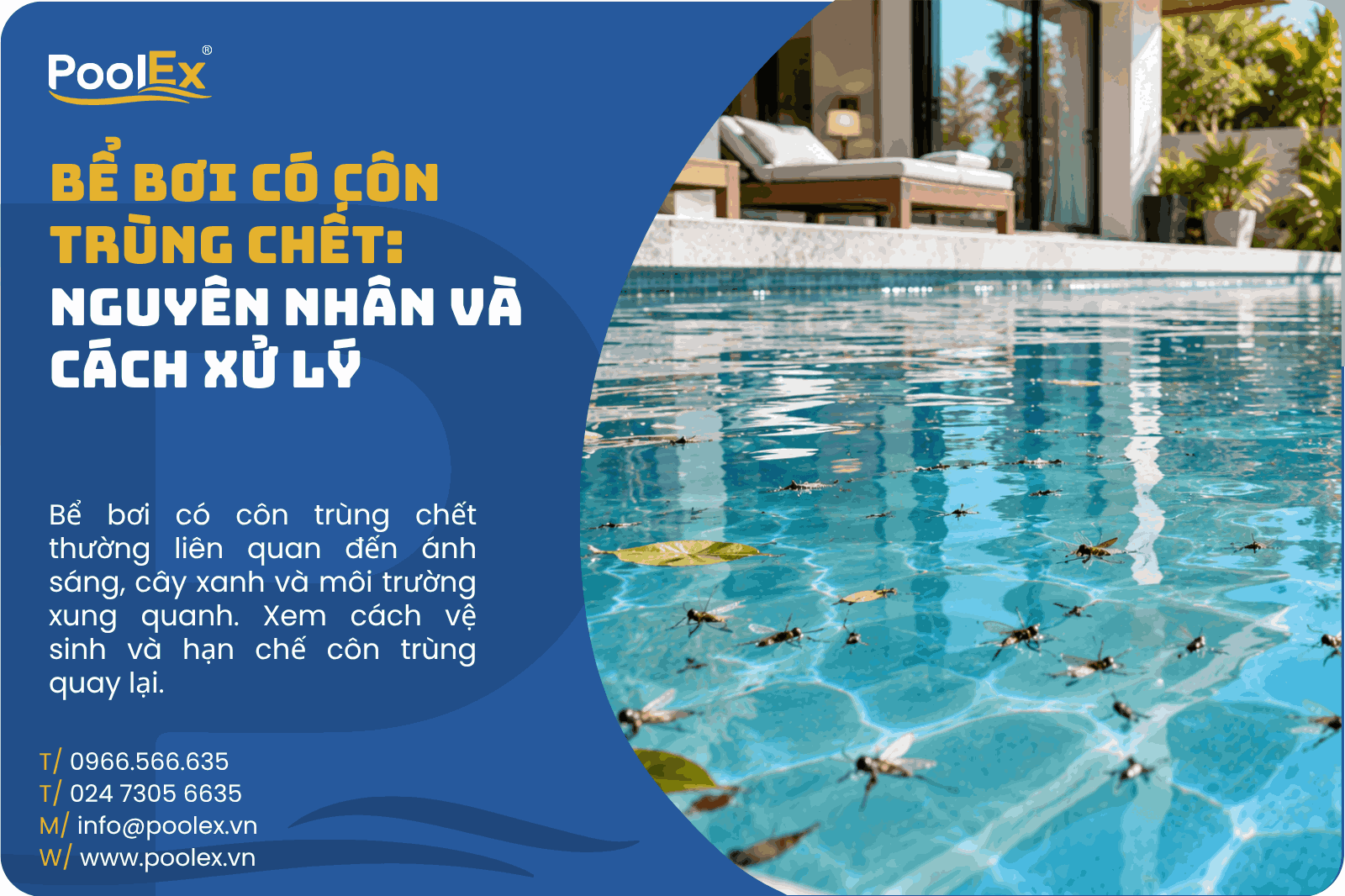 Thumbnail bể bơi có côn trùng chết